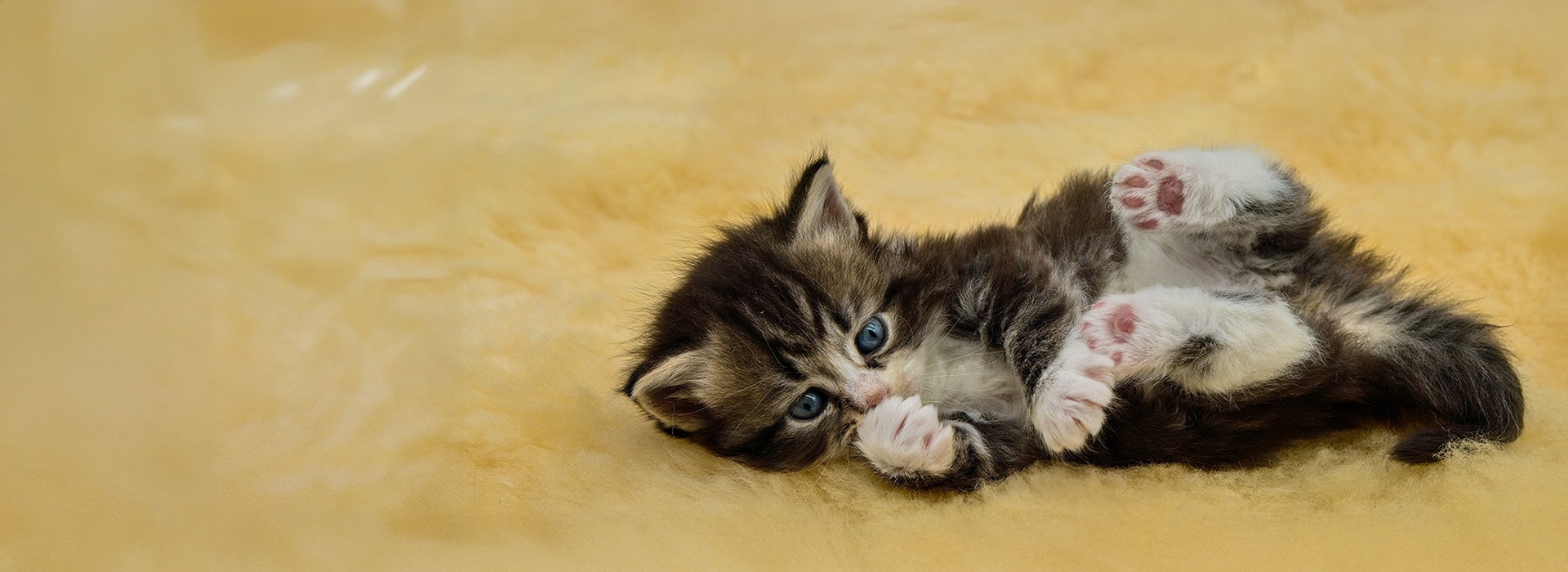 Sibirisches Kätzchen auf dem Bett