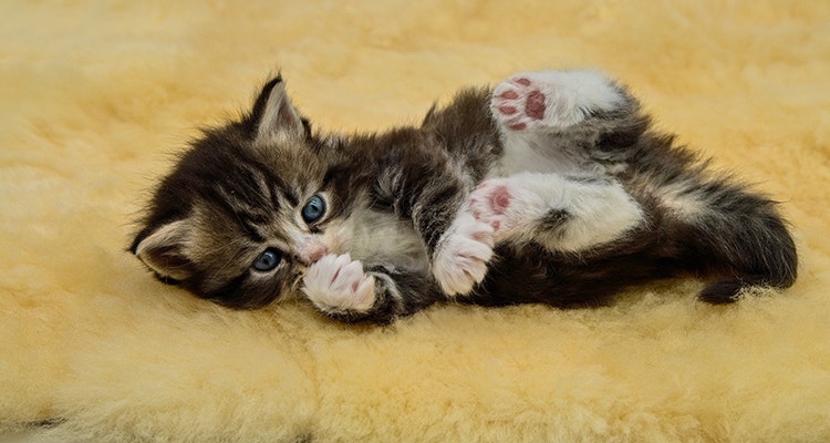 Sibirisches Kätzchen auf dem Bett