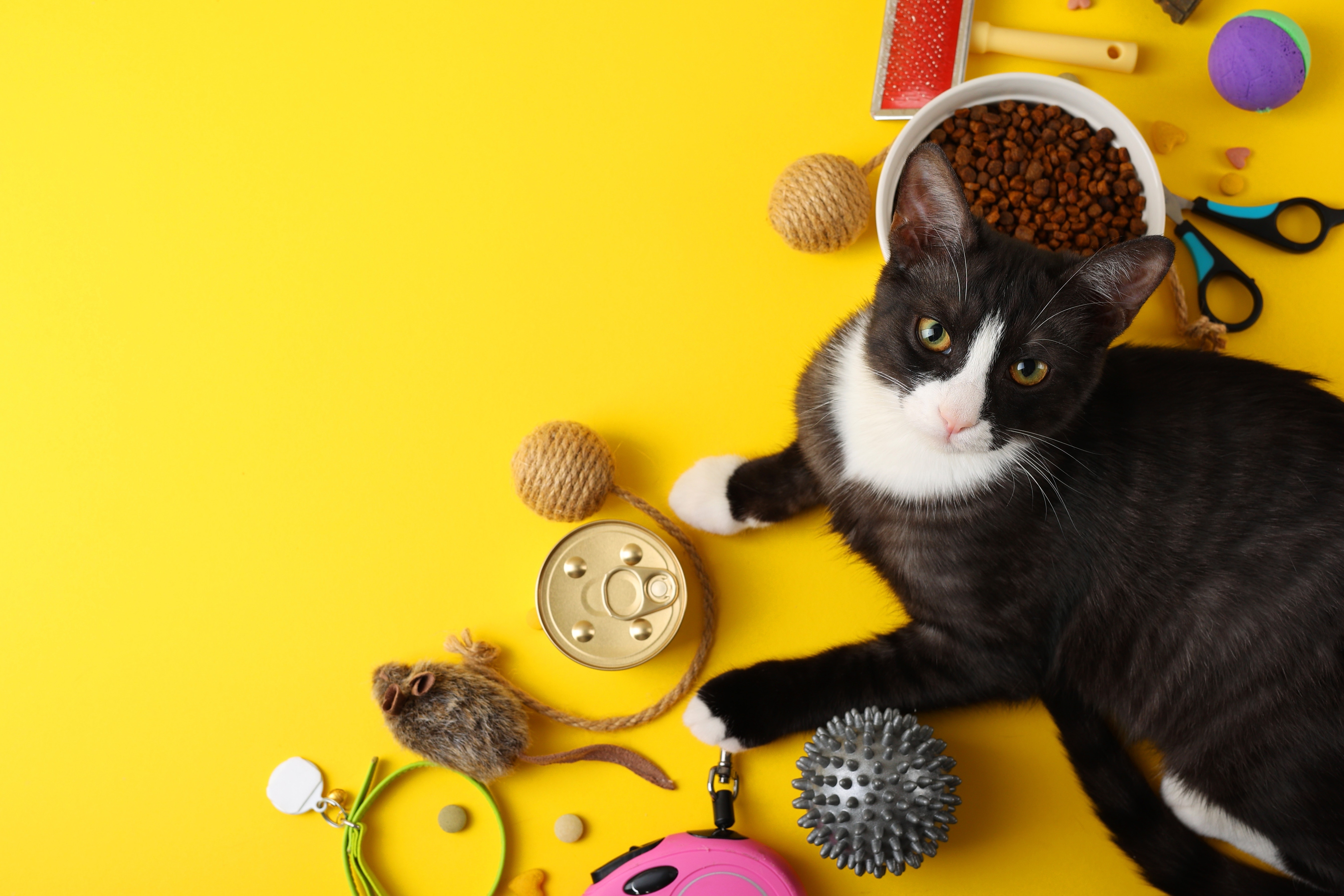 Schwarz-weiße Katze mit Erstausstattung wie Spielzeug, Napf und Futter auf gelbem Hintergrund