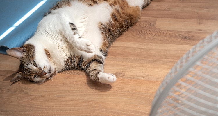 Katze liegt auf dem Boden vor einem Ventilator, um sich an einem heißen Tag in der Wohnung abzukühlen