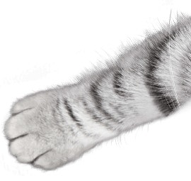 paw
