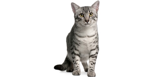 Egyptian-Mau.jpeg