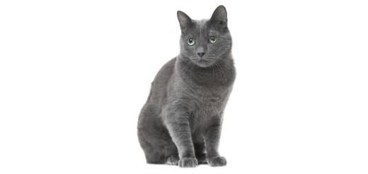 Russian Blue.jpeg