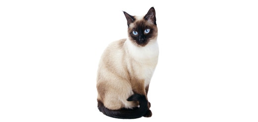 Siamese.jpeg