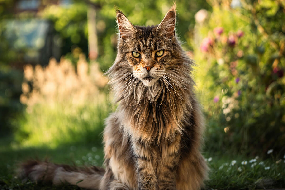 Maine Coon Katze, die in die