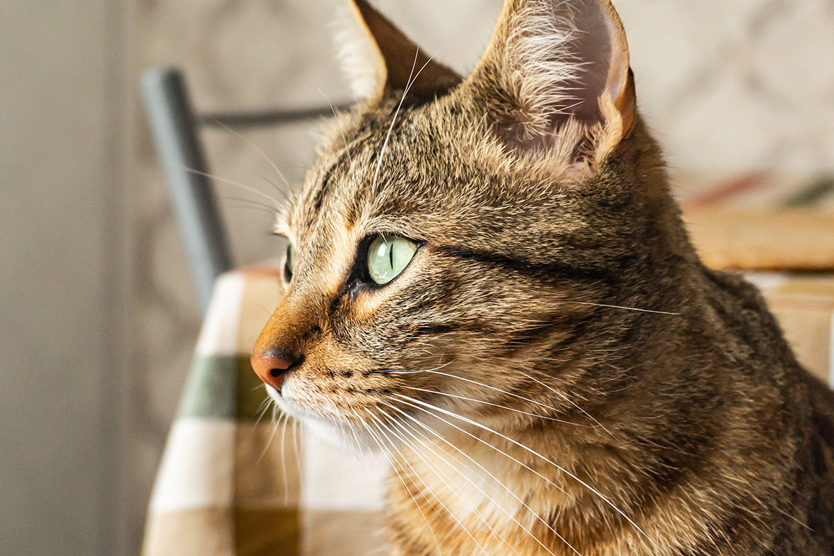 Europäisch Kurzhaar Katze starrt in die Ferne